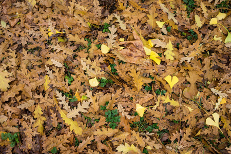 一堆橙色的褐色和黄色的秋天叶子顶部视图
