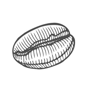 老式咖啡豆雕刻矢量插图。在白色背景上被隔离