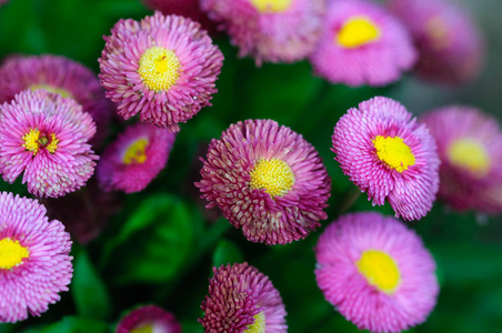 紫色的花朵, 紫色花朵的花束