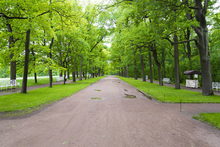 Tsarskoye Selo 普希金, 圣彼得堡, 公园里的小巷, 树木和灌木, 在夏日阳光明媚的日子里走小路