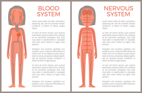 血液和神经系统的身体构建样本