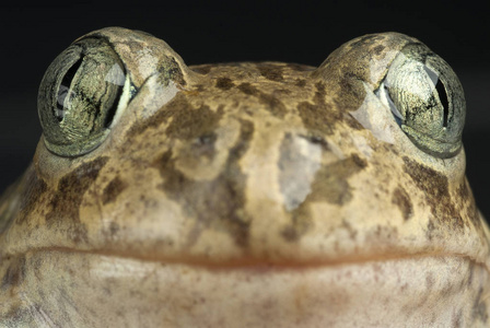 Spadefoot 蟾蜍, Pelobates cultripes, 两栖动物