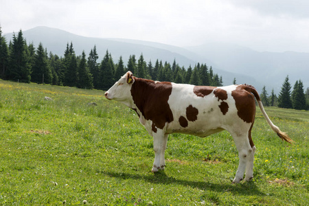 山上牧场上一只喂饱的奶牛