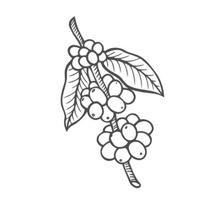 饮料.在商店和咖啡馆的白色背景的矢量复古画雕刻插图照片