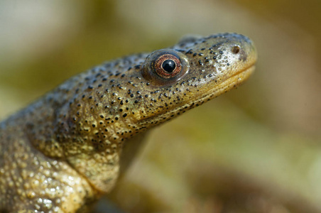 伯劳南方鲇图片