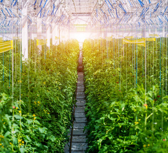 在大工业温室内生长的几排植物。工业农业背景