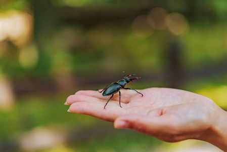 雄鹿甲虫 Lucanus 鹿 手上