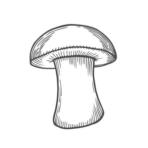 白木耳, 雕刻手工画插图照片