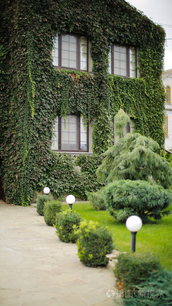 绿色常春藤覆盖的现代房子.装饰乡间别墅