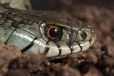 草蛇 Natrix Natrix, 眼睛, 项链