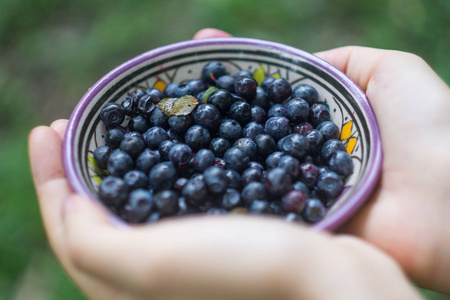 蓝莓中的手成熟的森林蓝莓越橘, whortleberry, blaeberry, 在一个