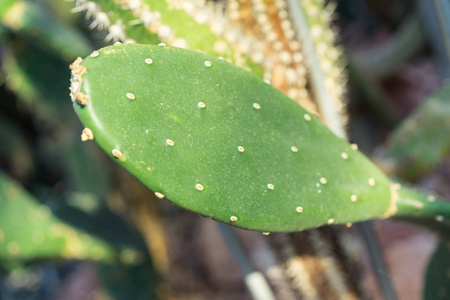 harrisa tephrancantha 仙人掌多汁草本沙漠植物穗状花序