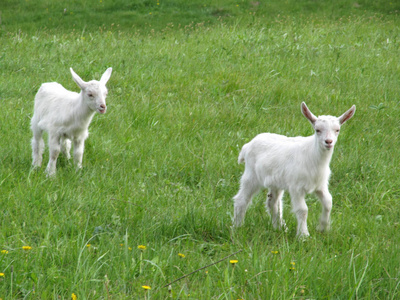 两只年轻的白山羊在绿草地上吃草照片