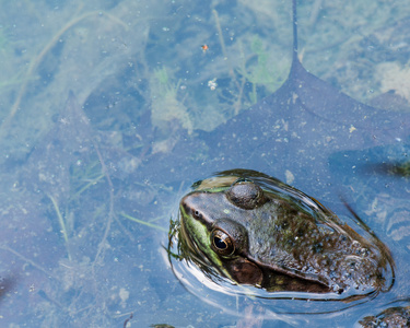 坐在一片沼泽地的牛蛙图片