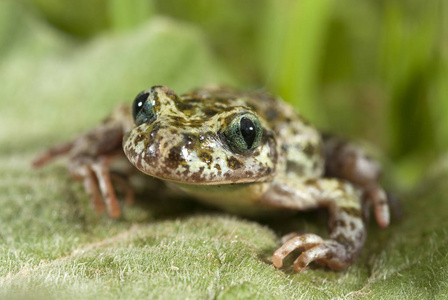 无两栖动物伊比利亚斑点 sapillo (pelodytes ibericus), 两栖动物