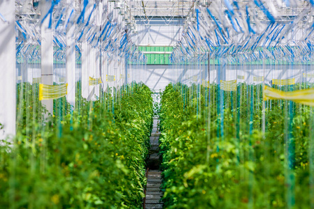 在大工业温室内生长的几排植物。工业农业背景