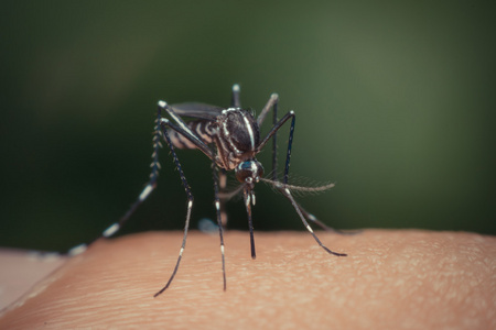 吸血的蚊子 (蚊) 的宏蚊子蚊子吸血昆虫.现实的蚊子.淡色库蚊蚊剪影.