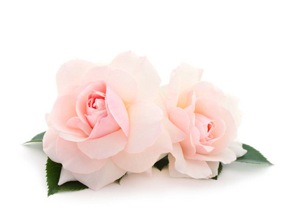白色美丽的玫瑰在白色背景下被隔绝