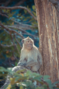 坐在树上的猴子