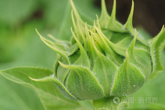 向日葵绿不开花