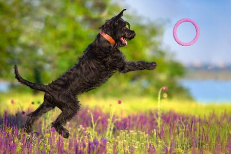 纳瑞狗跳跃和奔跑在丹参花卉领域