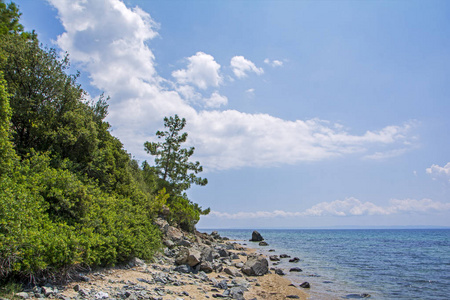 夏天自然场面。热带海滩与海, 蓝天和针叶树。美丽的海和岩石海滩