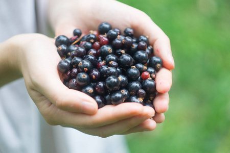 一小部分成熟的森林黑加仑黑莓在一个年轻的女人或女孩的手中