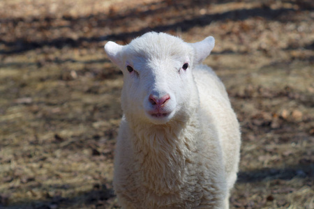 孤立的小羊白色小羔羊肖像