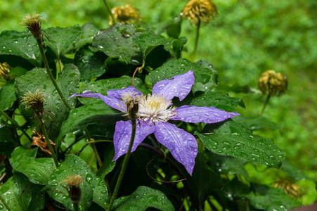 从雨中淋湿的紫色花朵图片