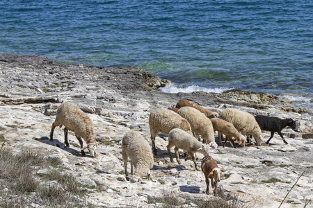 羊在 Kamenjak 的喀斯特半岛上会发现草和食物。