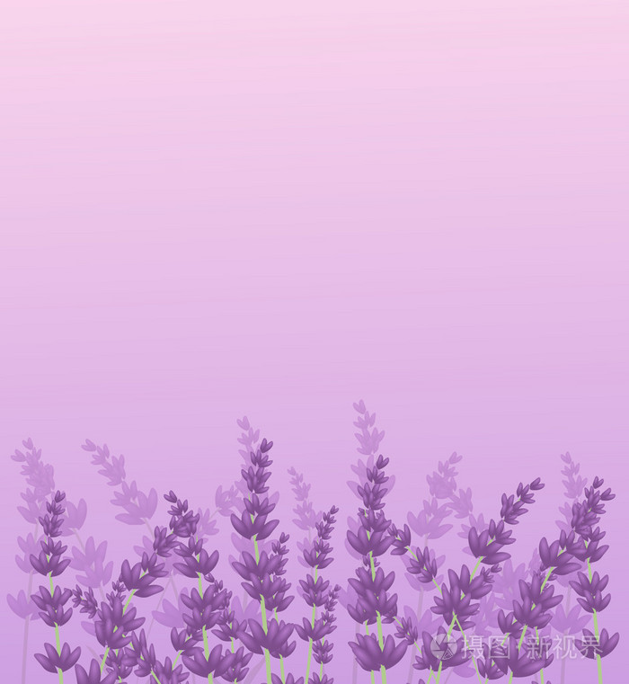 薰衣草背景图