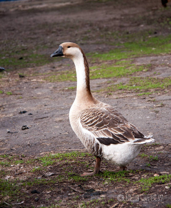 一个灰色的母鹅屹立在村子里