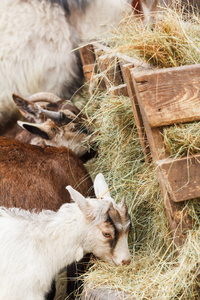 在一个摊位一个农场吃干草的年轻 goatlings