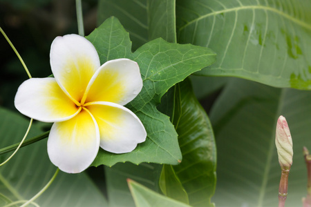 白色ANF黄花梅或凤仙花与新鲜球果