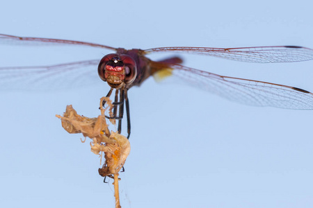 在其自然的环境中拍到的红蜻蜓