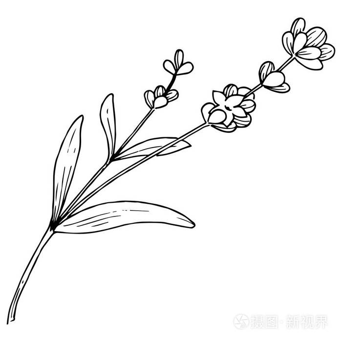 薰衣草花图片画法图片