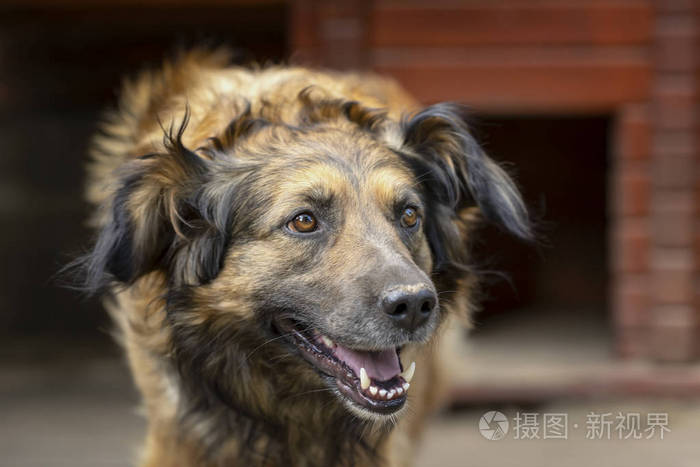 在他的木房子旁边的严重漂亮成年狗的肖像狗