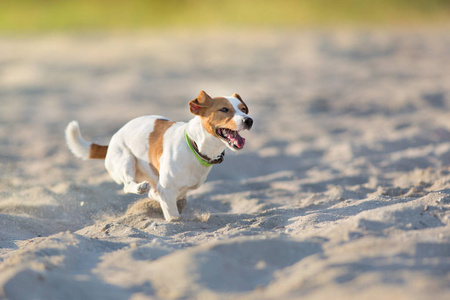 在海边的狗杰克罗素猎犬狗在海边奔跑照片
