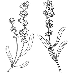 薰衣草边框图片-薰衣草边框素材-薰衣草边框插画-摄图新视界