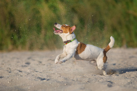 杰克罗素猎犬狗在海边奔跑照片
