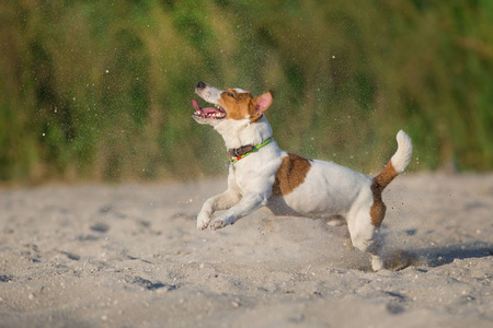 杰克罗素猎犬狗在海边奔跑