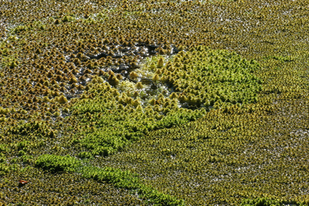 沼泽中的湿苔藓