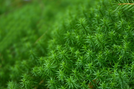 绿色森林植物