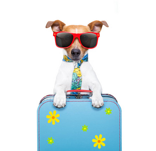 假期行李 滑稽的领带与帽子的狗