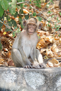 可爱的长尾猕猴在热带森林在泰国春武里