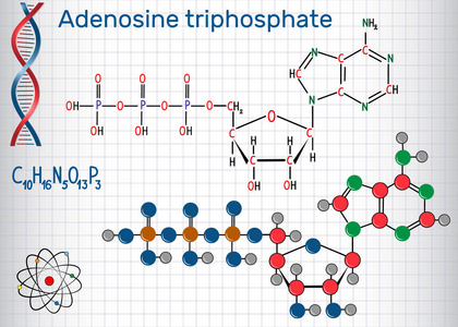 三磷酸腺苷 Atp 分子, 是细胞内能量转移和需要在合成 Rna。笼子里的一张纸