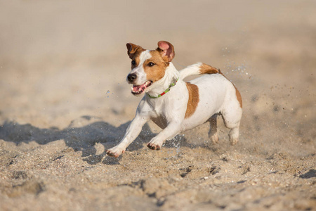 杰克罗素猎犬狗在海边奔跑