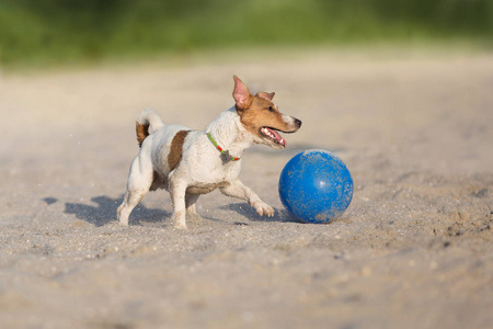 杰克罗素猎犬狗在海边奔跑图片