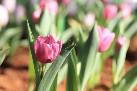 阳光春天花园里的紫色郁金香花