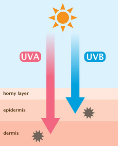 Uva 和 Uvb 辐射